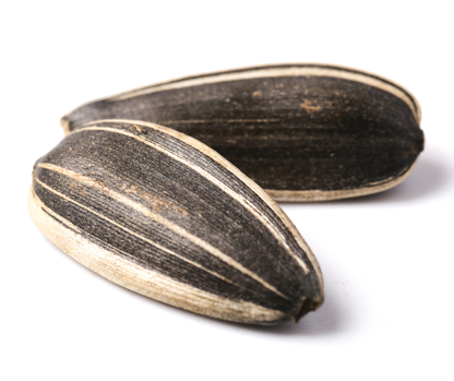 Sunflower Seeds- - সূর্যমুখীর বীজ